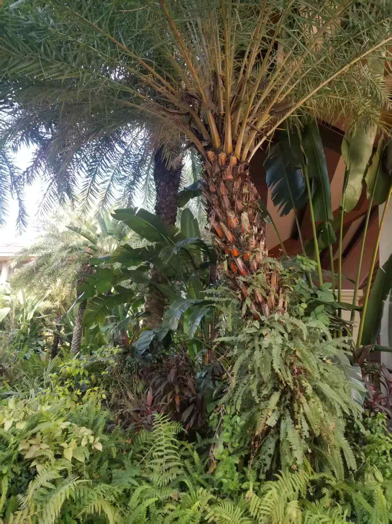好大的树
